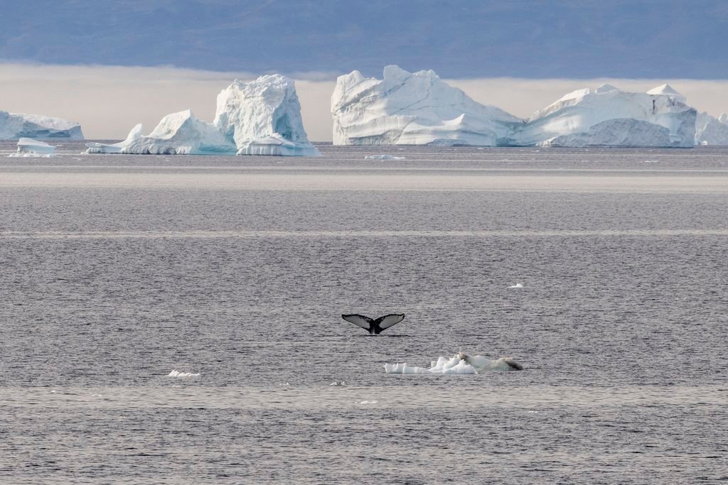 Norway : From the Poles to the Galápagos, how HX Expeditions balances high-end adventure with scientific urgency. - 4