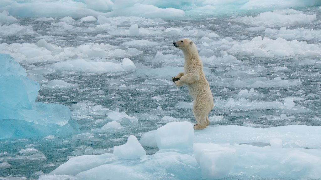 Norway : From the Poles to the Galápagos, how HX Expeditions balances high-end adventure with scientific urgency. - 5