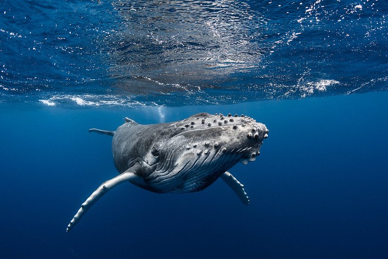Tahiti: The Aranoa, embark on a journey to one of the Pacific’s best-kept secrets -