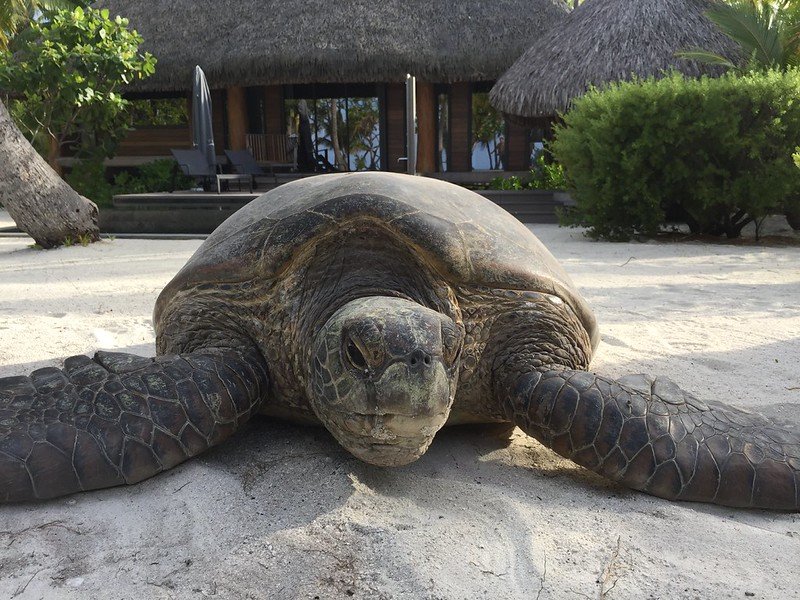 Tahiti: The Aranoa, embark on a journey to one of the Pacific’s best-kept secrets - 10