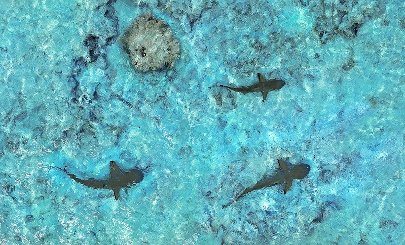 Tahiti: The Aranoa, embark on a journey to one of the Pacific’s best-kept secrets - 21